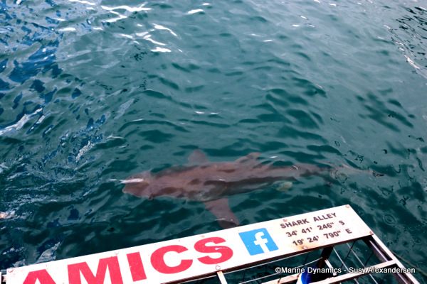 Bronze Whaler shark, South Africa