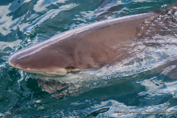 Bronze Whaler shark, South Africa