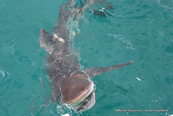 Bronze whaler Gansbaai, South Africa
