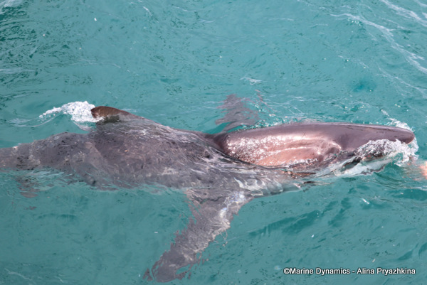 Bronze whaler Gansbaai, South Africa