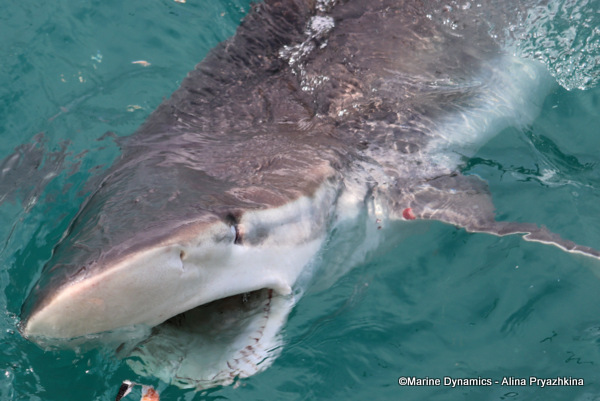 Bronze whaler, Gansbaai, South Africa