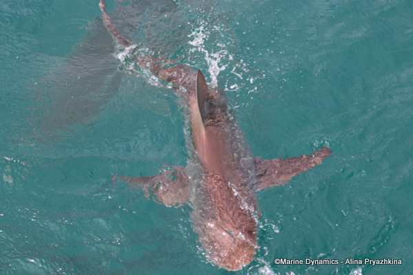 Bronze whaler, GAnsbaai, South Africa