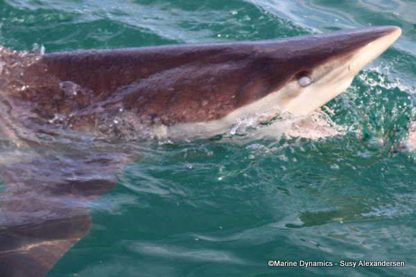 Bronze whaler shark