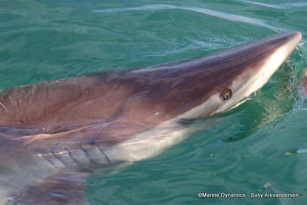 Bronze whaler shark