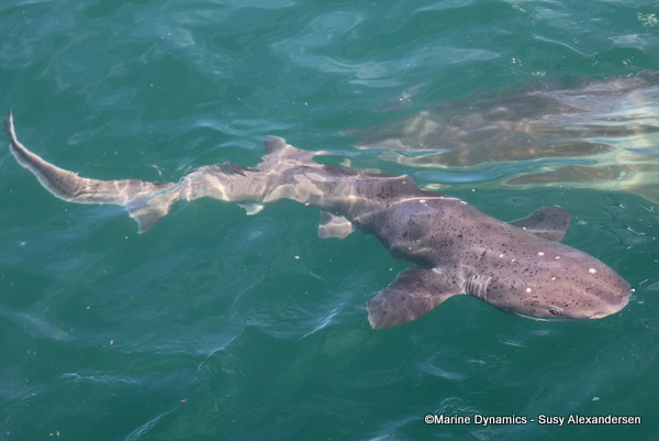 sevengill shark