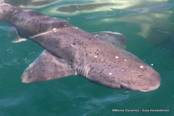 sevengill shark