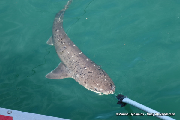sevengill shark
