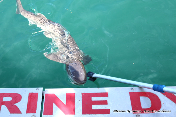 sevengill shark