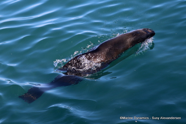 cape fur seal