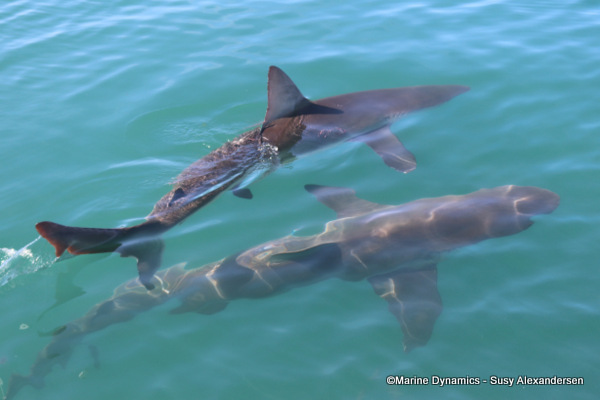 Bronze whaler shark