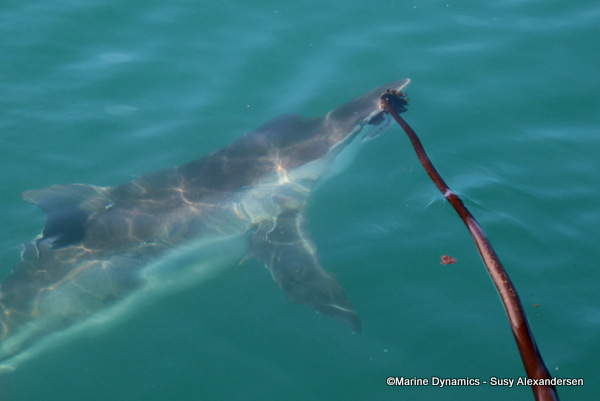 Bronze whaler shark