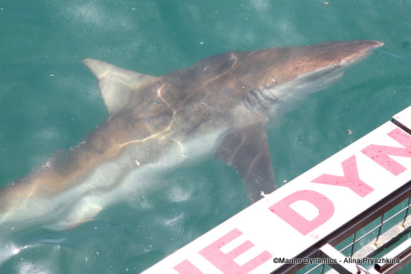Bronze Whaler shark, South Africa