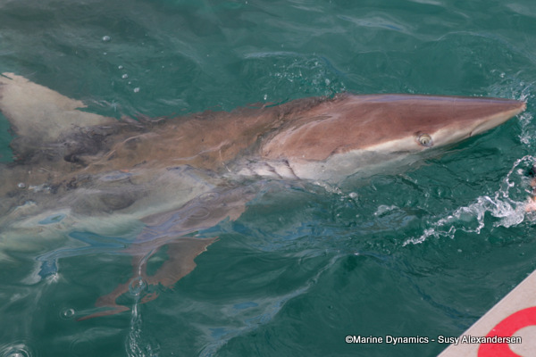 Bronze whaler shark
