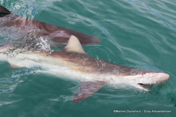 Bronze whaler shark