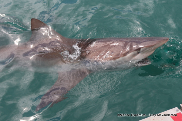 Bronze whaler shark