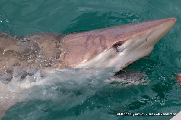 Bronze whaler shark