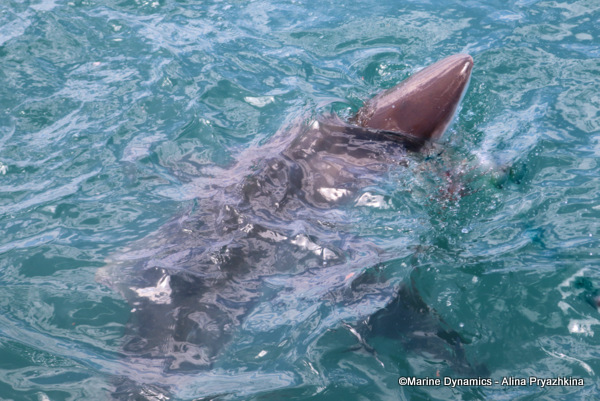 Bronze Whaler shark, South Africa