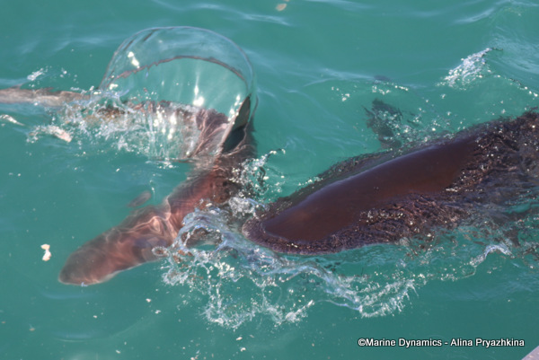 Bronze Whaler shark, South Africa