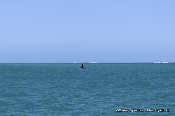 Bronze Whaler shark, South Africa