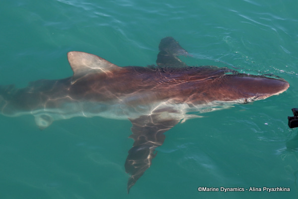 Bronze Whaler shark, South Africa