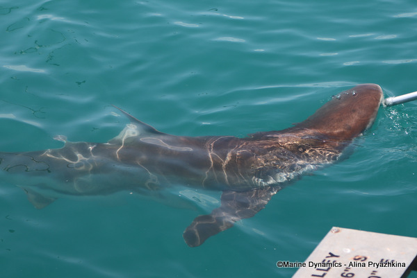 Bronze whaler