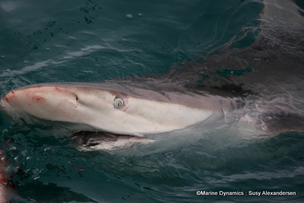 Bronze whaler shark