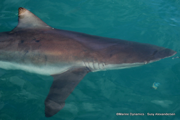 Bronze whaler shark