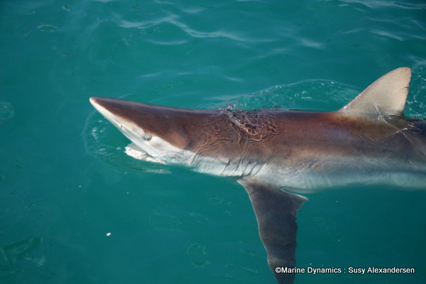Bronze whaler shark