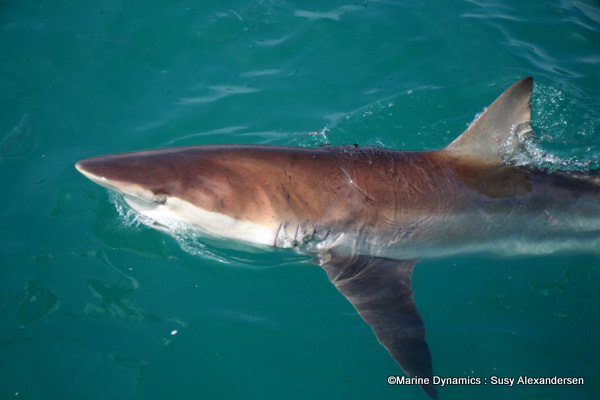 Bronze whaler shark
