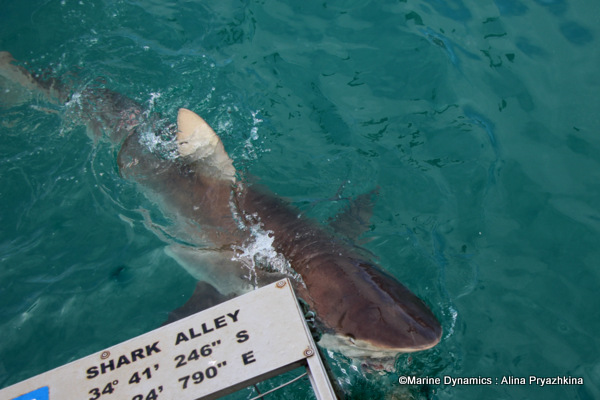 Bronze whaler shark