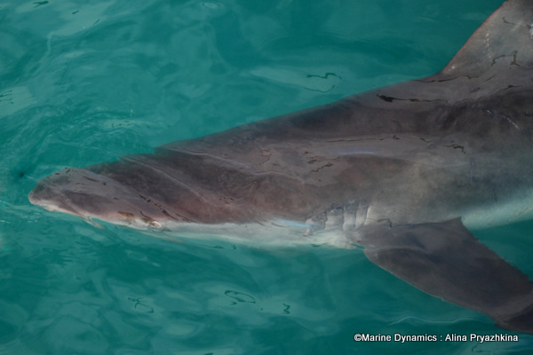 Bronze whaler shark