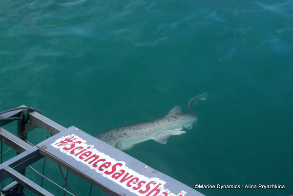 seven gill shark
