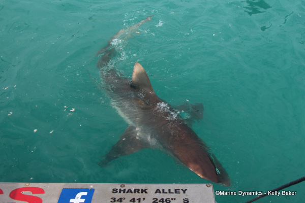Bronze whaler