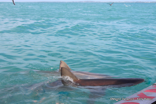 Bronze whaler, Gansbaai, South Africa