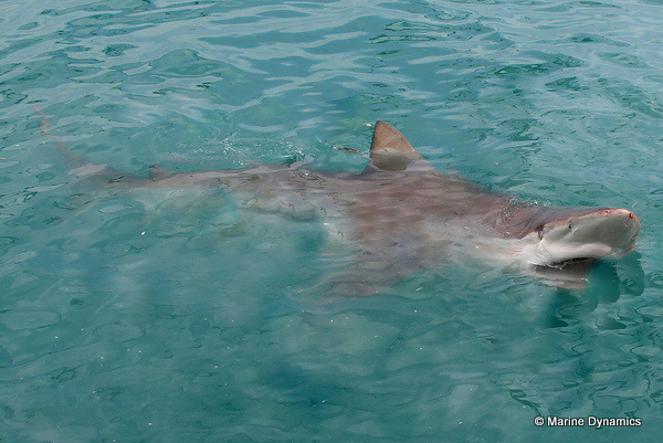 Bronze whaler shark, South Africa
