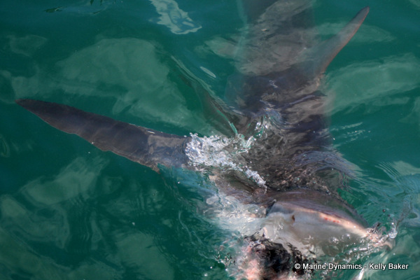 Bronze Whaler shark, South Africa