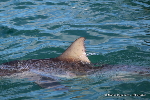 Bronze Whaler shark, South Africa