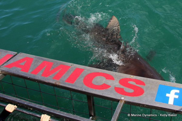 Shark Cage Diving, South Africa
