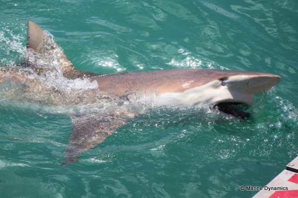 Bronze Whaler shark, South Africa