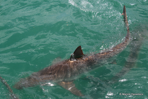 Bronze whaler shark, South Africa