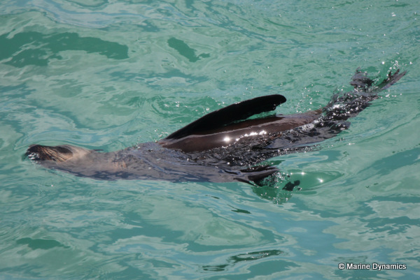 Cape fur seal, South Africa