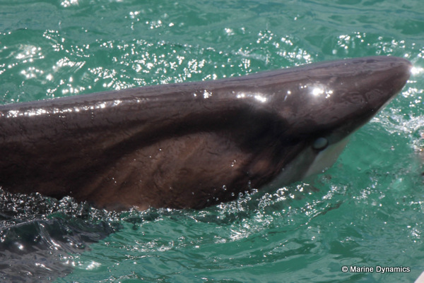 Bronze Whaler shark, South Africa