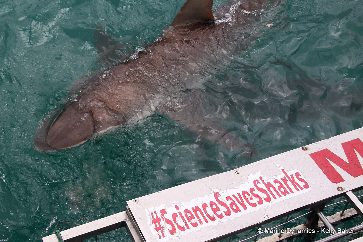 Bronze whaler shark, South Africa