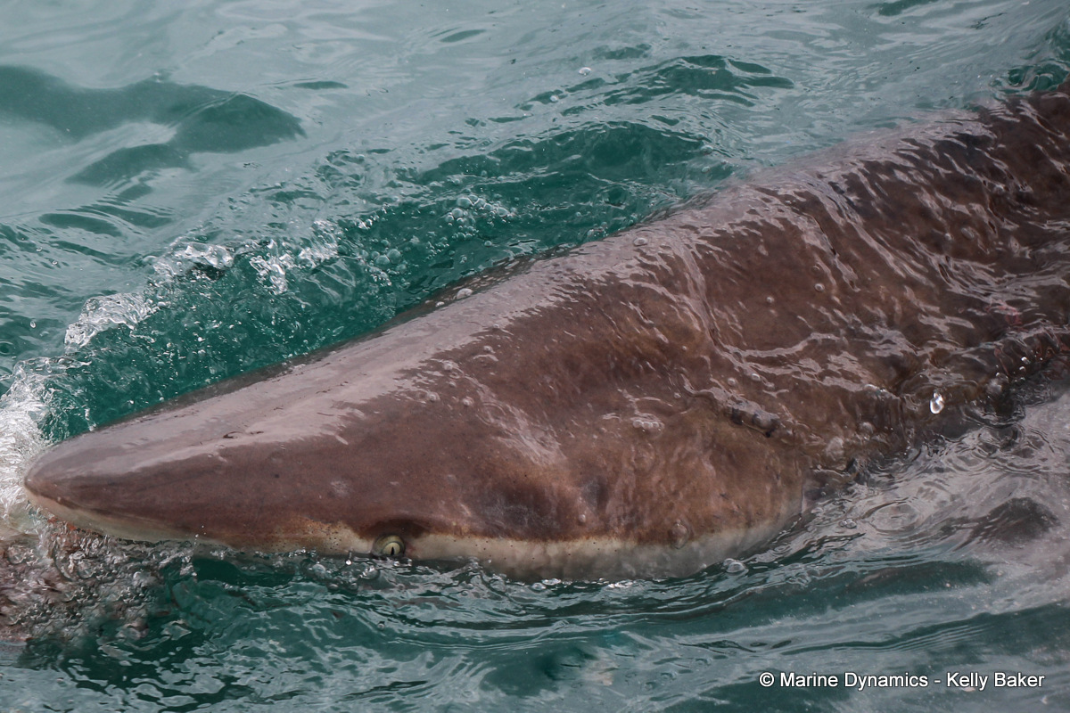 Bronze whaler shark, South Africa