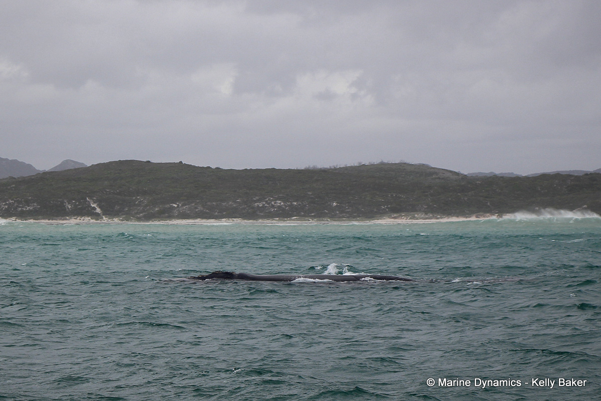 Southern right whale, South Africa
