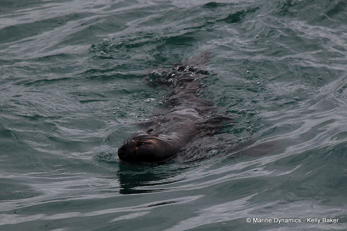 Cape Fur seal, South Africa