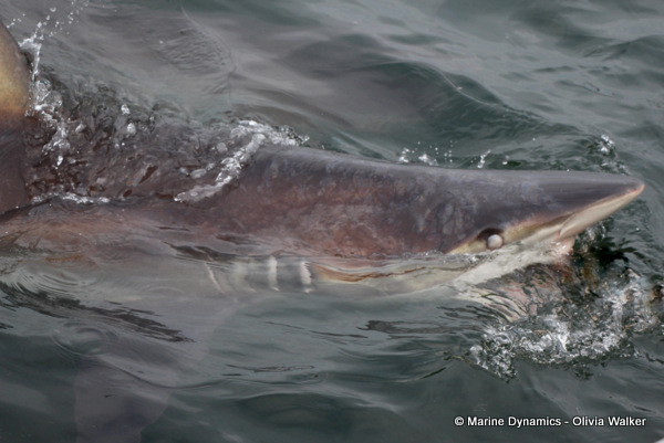 Bronze Whaler shark, Shark Cage Diving, South Africa