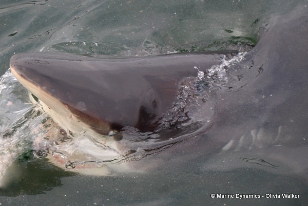 Bronze Whaler shark, Shark Cage Diving, South Africa