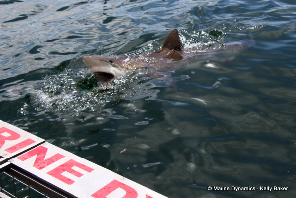 Bronze whaler shark, South Africa