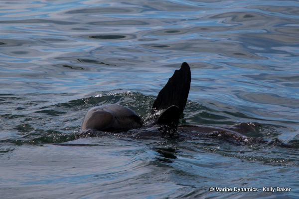 Cape fur seal, South Africa